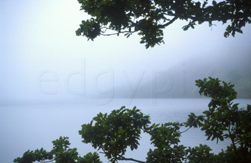 Comp image : ld01820 : Misty view of the lake through oak leaves at the edge of Wastwater, in the English Lake District