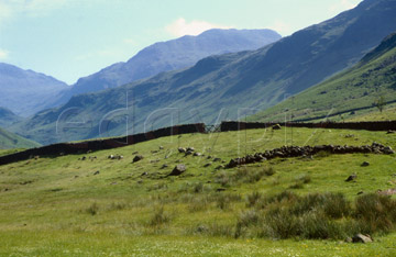 Comp image : ld01904 : Looking from Eskdale across summer meadows towards Bow Fell in the English Lake District