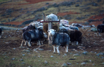 Comp image : ld02619 : Herdwick sheep - the unique breed of the English Lake District - gather round (and on!) their winter feed in Oxendale, Great Langdale