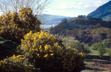 Comp image : ld03413 : Gorse bushes in flower in spring sunshine in the English Lake District