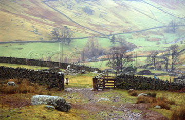 Comp image : ld03602 : A track through an open gateway in a stone wall in the English Lake District, with a valley in the background, on a dull wet day. A lone sheep stands by the gate.
