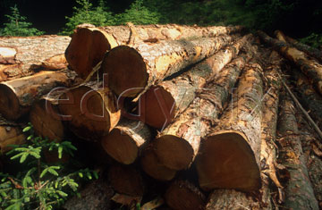 Comp image : ld04513 : Logging in Ennerdale Forest in the English Lake District: a pile of stripped treetrunks waiting in the summer sun for transport