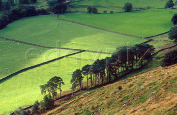 Comp image : ld04804 : Looking down at trees and fields in Grisedale, near Patterdale in the English Lake District, at the start of the climb to Hellvellyn