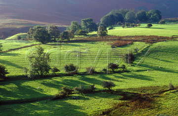 Comp image : ld04911 : Long shadows from the trees in Coledale, to the west of Keswick, Cumbria, the English Lake District