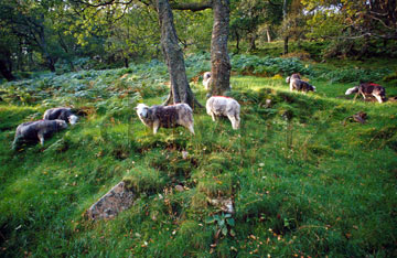Comp image : ld05407 : Herdwick sheep - the unique breed of the English Lake District - grazing under a tree near the shore of a lake
