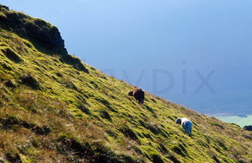 Comp image : ld05803 : Two Herdwick sheep - the unique breed of the English Lake District - grazing in the autumn evening sun on a hilside over Buttermere