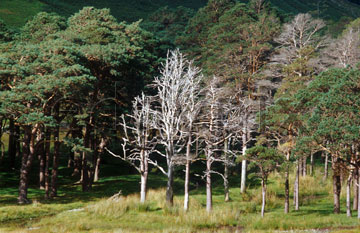 Comp image : ld05823 : Sun shines on a small wood with a group of dead trees near Gatesgarth, Buttermere, in the English Lake District