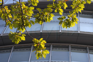 Comp image : lond010041 : Looking up at windows of City Hall, London, with branches of a tree in the foreground. Building designed by Foster and Partners, and home to the GLA.