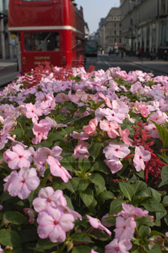 Comp image : lond010133 : Close-up of pink flowers on a traffic island in London, England, with a red London bus in the background