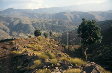 Comp image : mgun0312 : Looking across a valley in the High Atlas mountains in Morocco, in evening sunshine, with a lone tree in the foreground