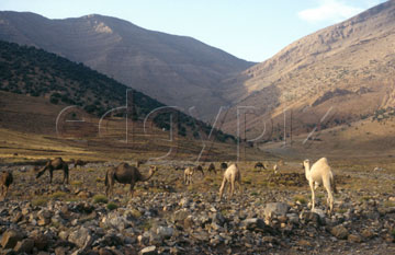Comp image : mgun0316 : Camels grazing in the Ait Bougamez valley in the High Atlas mountains of Morocco