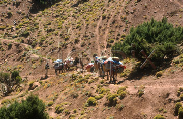 Comp image : mgun0603 : A heavily laden mule train climbs slowly up a track through the arid landscape in the High Atlas mountains of Morocco