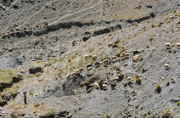 Comp image : mgun0912 : Shepherd with sheep spread out in the arid landscape of the High Atlas mountains of Morocco