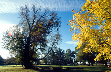 Comp image : seau0106 : Golden leaves and a fine old tree in bright early autumn sun in the grounds of an English country estate