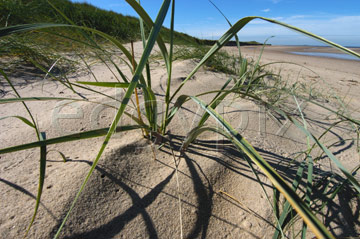 Comp image : shor022746 : Close-up of straggly grasses and shadows in strong sun on dry sand dunes on the North Norfolk coast of England, with blue sky and the skyline in the background