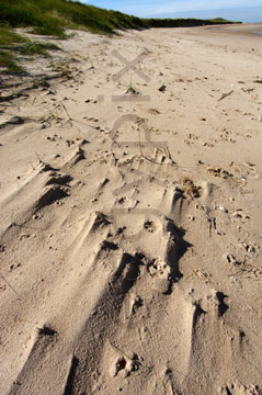 Comp image : shor022749 : Wind blown shapes in sand dunes on a deserted English coast