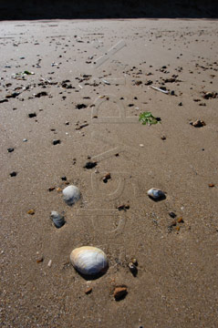 Comp image : shor022755 : A pattern of stones and sea shells on a flat wet sandy shore on the English coast, against the light