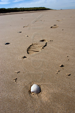 Comp image : shor022763 : Close-up of a sea shell and a footprint in the sand on a flat deserted beach at low tide on the North Norfolk coast of England, in strong sunshine