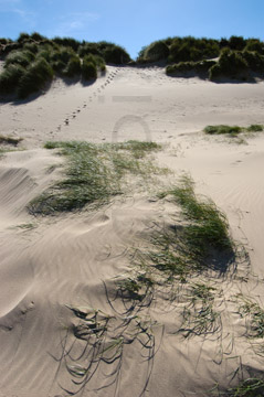 Comp image : shor022770 : Tufts of grass on a sand dune on the North Norfolk coast of England in strong sunshine, with footprints in the background