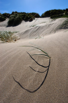 Comp image : shor022774 : Close-up of a few blades of grass and their shadows, on a sand dune on the North Norfolk coast of England, in strong sunshine