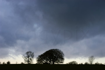 Comp image : sky020863 : Ominous storm clouds gathering in a big sky over isolated bare trees on the bright skyline