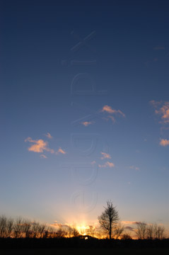 Comp image : sky020879 : The last rays of the sun through bare winter trees on the skyline under a big almost clear deep blue sky