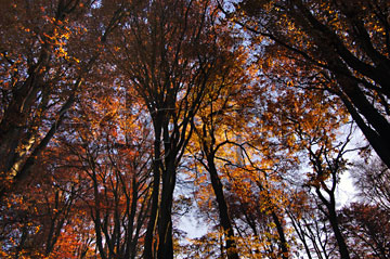 Comp image : tree020262 : Dramatic view looking up at high treetops in warm autumn sun at the top of slender trunks in an English woodland