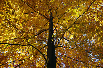Comp image : tree020271 : Looking up a tall slender treetrunk to a golden canopy of autumn leaves