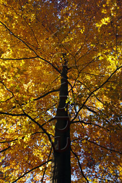 Comp image : tree020272 : Looking up a tall slender treetrunk to a golden canopy of autumn leaves