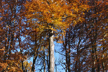 Comp image : tree020288 : Golden-orange leaves at the top of a slender silver grey tree trunk in an English woodland in autumn sunshine