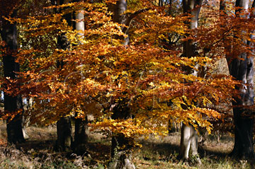 Comp image : tree020289 : Golden-orange leaves caught by autumn sunshine in an English wood