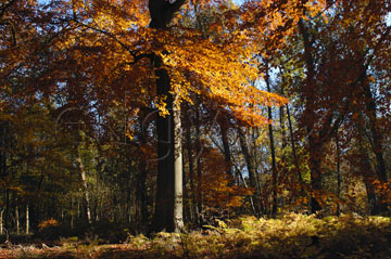 Comp image : tree020301 : Golden-orange leaves at the top of a slender tree trunk in an English woodland in autumn sunshine