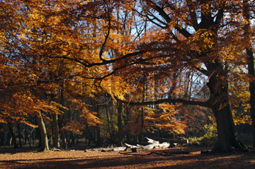 Comp image : tree020313 : An old tree and a broad canopy of autumn leaves over a clearing in an English woodland