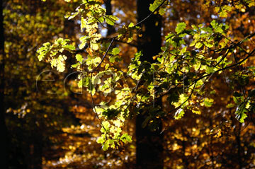 Comp image : tree020314 : Last remaining green leaves against an out of focus autumn background in a wood