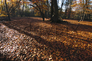 Comp image : tree020332 : Shadows across sunlit autumn leaves on the ground in a clearing in an English wood, with trees in the background