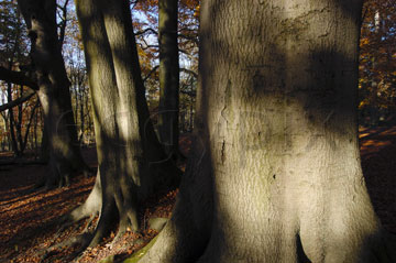 Comp image : tree020340 : The base of big old tree trunks in dappled autumn sunshine in an English woodland