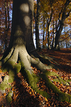 Comp image : tree020341 : The base and roots of a big old tree trunk in dappled autumn sunshine in an English woodland