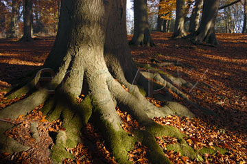 Comp image : tree020343 : The base and roots of a big old tree trunk in dappled sunshine in an English woodland, with fallen autumn leaves covering the ground