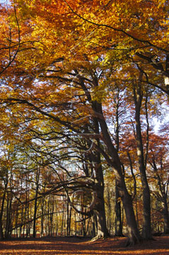 Comp image : tree020350 : Tall trees support a canopy of golden autumn leaves in an open English woodland
