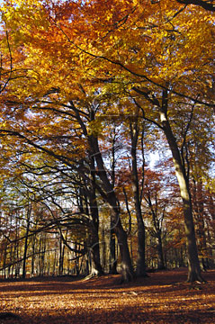 Comp image : tree020351 : Tall trees support a canopy of golden autumn leaves in an open English woodland