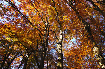 Comp image : tree020352 : Looking up at golden-orange autumn leaves at the tops of tall trees in an English wood