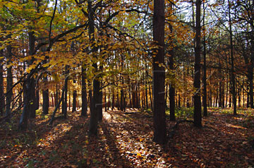 Comp image : tree020362 : Trees and shadows over a carpet of autumn leaves, looking towards the sun