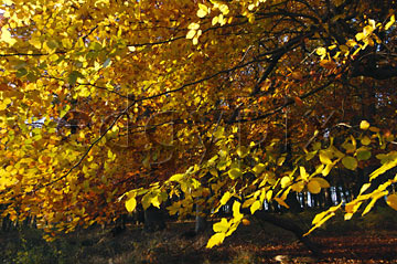 Comp image : tree020374 : Greeny-gold autumn leaves seen against the light