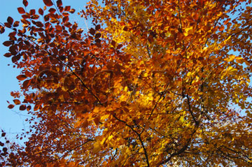 Comp image : tree020377 : Strong orange sunlit autumn leaves against a blue sky