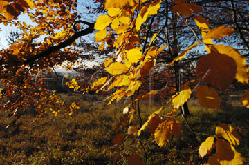 Comp image : tree020379 : Golden leaves caught by autumn sun