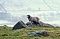 Photos of Herdwick sheep in the English Lake District