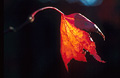 A single back-lit orange-red autumn leaf against a very dark background