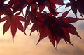 A cluster of autumn leaves in semi-silhouette against a very soft focus woodland background