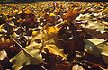 Ground level view of back-lit fallen autumn leaves