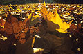 Ground level view of back-lit fallen autumn leaves